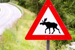 [VIDEO] Uwaga na zwierzęta na drogach!