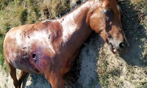 [VIDEO] Rutkowski: 5 000 złotych nagrody dla osoby, która wskaże zabójcę słynnego konia Egista!