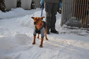 Fala hejtu zalała internet! Czy informacje na temat Schroniska Dla Zwierząt w Chełmku są prawdziwe? Sprawdźmy to!