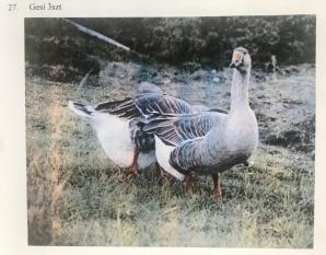 [VIDEO] Bezprawnie zabrane zwierzęta i bezprawia ciąg dalszy! Poszkodowana Malwina Kozak prosi o pomoc Krzysztofa Rutkowskiego