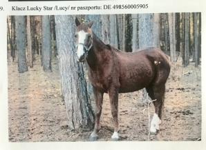 [VIDEO] Bezprawnie zabrane zwierzęta i bezprawia ciąg dalszy! Poszkodowana Malwina Kozak prosi o pomoc Krzysztofa Rutkowskiego