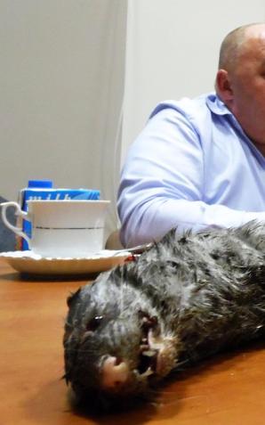 Koniec konfliktu wokół fermy norek. Prezes fermy obiecuje diametralną zmianę. Mieszkańcy czekają na efekty