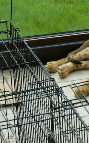 [VIDEO] Dwa młode lwy trafiły pod fachową opiekę