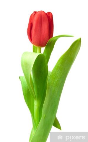 [VIDEO] ,,Tulipan’’ zatrzymany przez wrocławskich policjantów w Bieszczadach