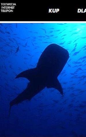 [VIDEO] Najnowsze technologie wkraczają do telewizji. Standardem staje się rozdzielczość 4K, a nadawcy testują już 8K