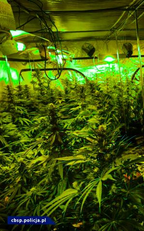 [VIDEO] CIOS w narkobiznes – działania śląskiego CBŚP