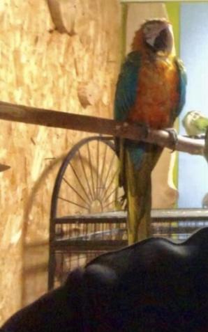 [VIDEO] Stop bezmyślnemu papugowaniu! PORANNIK24 - 10.09.2022- Poranny Dziennik Patriot24.net - prezentuje Robert Rewiński - Redaktor Naczelny