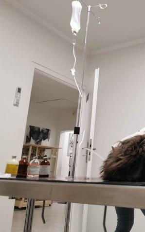 [VIDEO] Wyrzucił psa z auta. Policjant nagrał video. Został pociągnięty do odpowiedzialności