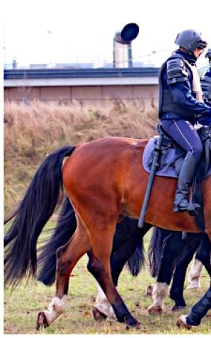 [VIDEO] Atestacja konia służbowego: gwarancja najwyższych standardów wyszkolenia w Komendzie Stołecznej Policji