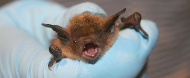 Policzyli maleńkie nietoperze