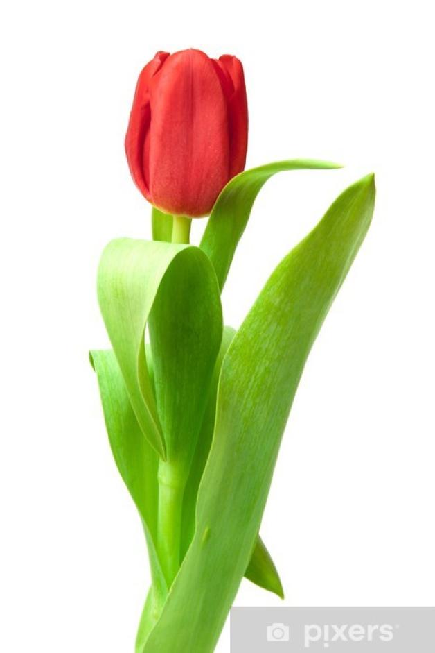 [VIDEO] ,,Tulipan’’ zatrzymany przez wrocławskich policjantów w Bieszczadach