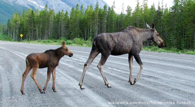 [VIDEO] Uwaga na zwierzęta na drogach!