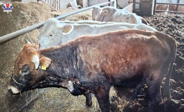 14 sztuk padłego bydła na posesji, reszta w opłakanym stanie. Areszt dla hodowcy