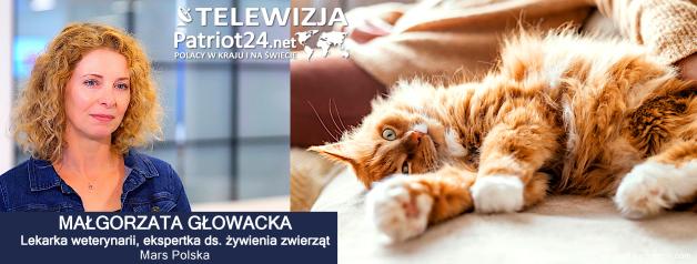 [VIDEO] Zaspokajanie potrzeb behawioralnych kota pomaga w budowaniu z nim pozytywnych relacji. Kluczem jest poznanie jego typu osobowości